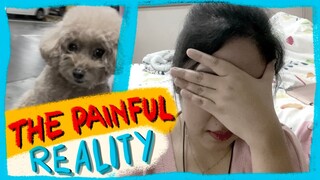 RAW VLOG: My Dog is Sick| The reality of Owning a Dog | The Poodle Mom