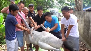 Tôi nên làm gì nếu đà điểu của tôi bị thương?