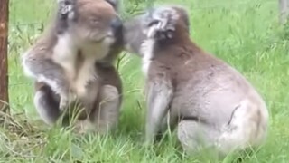 Kangaroos and koalas really do seem like they have no brains and are always unhappy!