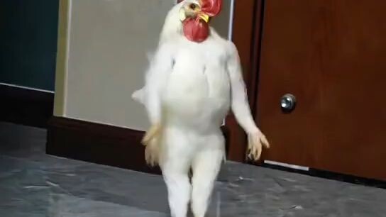 funny video