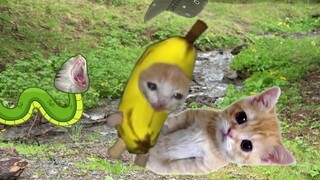 Banana Cat tried to save the doll but ended up getting bitten by a venomous snake himself.