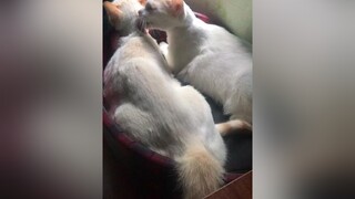 Úp sọt phút cuối 😂😂😂 mèo meocute topthinhhanh mycat catsoftiktok hóng