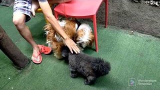 Dito kami sa vet.papagupit si tuffy,Takot si Tuffy may lumapit na aso@Gina Lubang