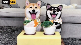 [Munching Sound] Mukbang of Picky Dogs