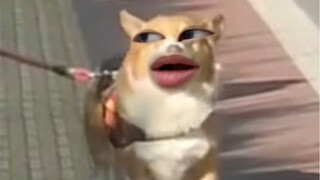 大爷呀没事走两步吧