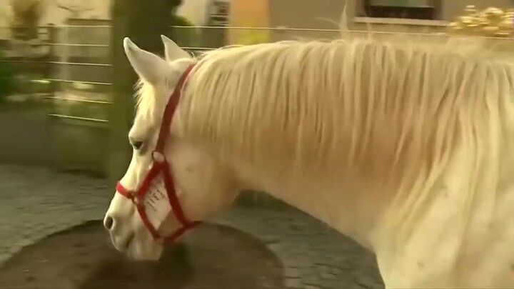 一匹白马在街头独自散步14年，每天一样的路线，警察：不用管它！