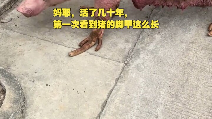 Zhu Zhu: Please don’t chop my qiè ér xī!