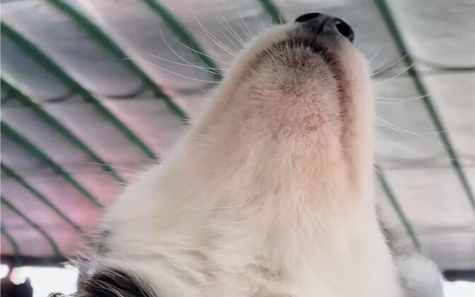 Para penggemar minta seekor anjing husky, yang suka memberontak dan merusak rumah