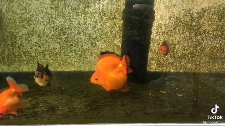 Goldfish Philippines