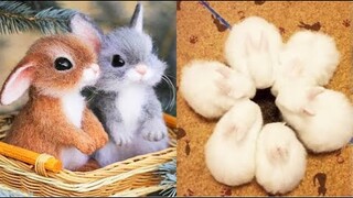 AWW SO CUTE! Cutest baby animals Videos Compilation Cute moment of the Animals - Cutest Animals #2