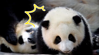 [Panda imut] Yuan Run yang ditahan ibu angkatnya!