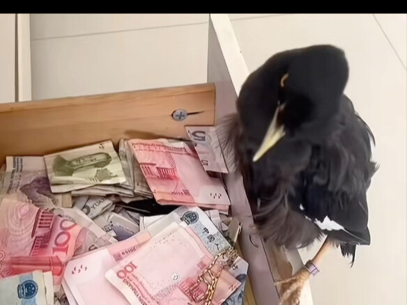 This mynah bird can pick up money—guys, wanna get one? Haha!
