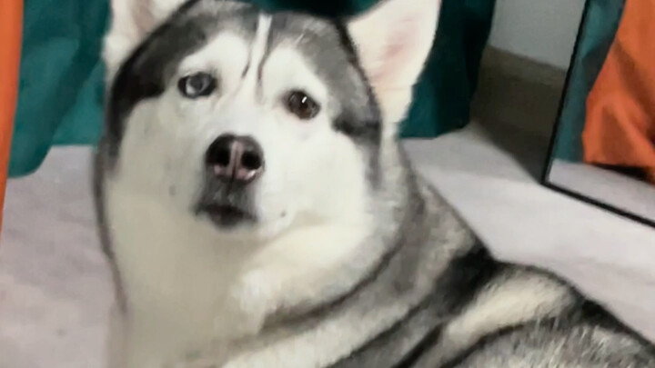 Let me tell you quietly, Mi Xiu is secretly being adorable and acting cute!