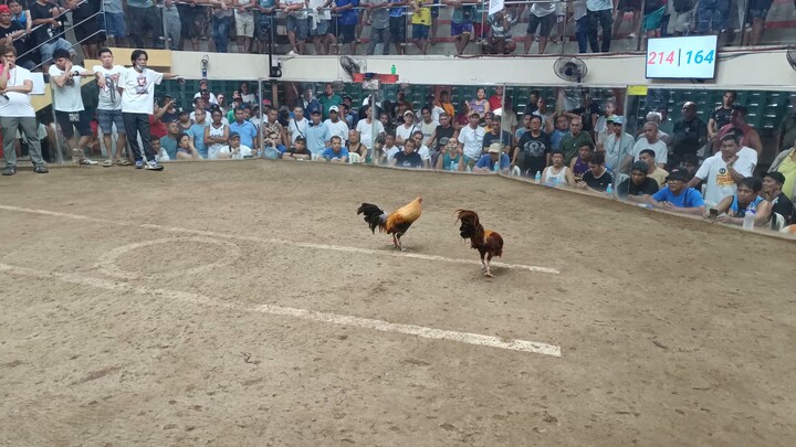 7x gold fastest kill