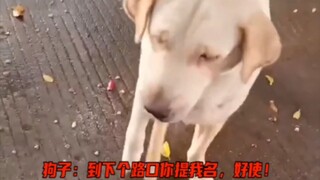 The next day, the dog was sleeping: "What on earth did I do yesterday?"