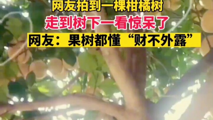 Gần đây, cư dân mạng chụp được một cây cam quýt; đến gần mới phát hiện mà sững sờ! Cư dân mạng bình 