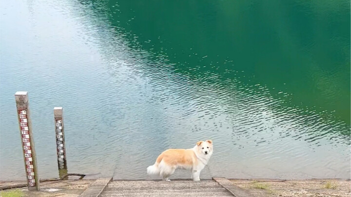 Chen Bella has a childlike wit and a childlike stubbornness #BorderCollieChenBella