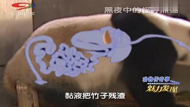 野生大熊猫再次入农户，受到热情款待，大熊猫好可爱