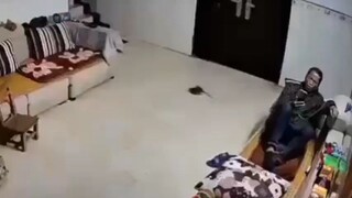 tikus kalo gelud lucu juga yak🗿