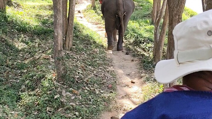 ขี่ช้างกัน