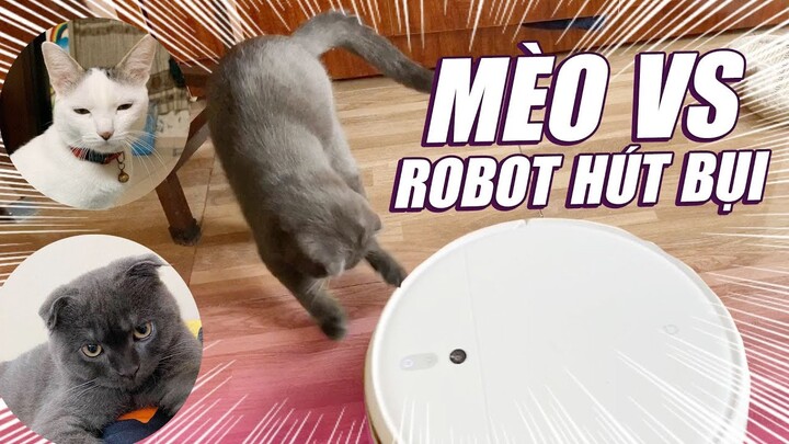 CUP PHẢN ỨNG THẾ NÀO KHI LẦN ĐẦU THẤY ROBOT HÚT BỤI??🤣🤣🤣 - CUP THE CAT