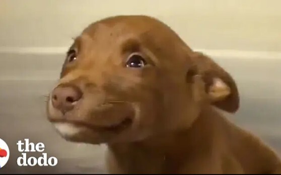 هذا الجرو اللطيف لا يتوقف عن الضحك في مأواه.