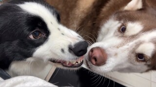 Border Collie: Husky, tidak boleh mesum!