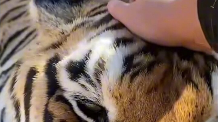 Imersif: Kucing besar Rua, enak banget sampai mewek!