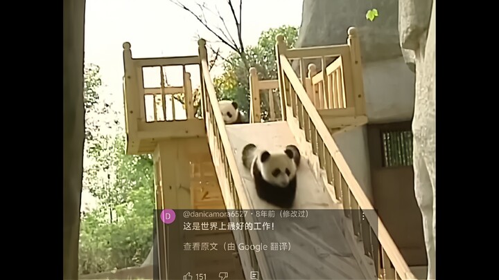 外网热议中国熊猫排队玩滑梯萌翻全场，4400万人浏览，网友:熊猫饲养员是最好的工作
