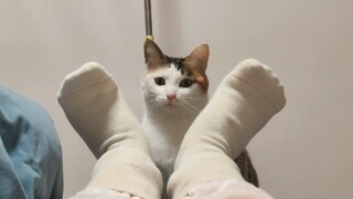 Cat from India