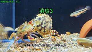 消炎3，三阶的消炎能否击败四阶巅峰虎先锋？