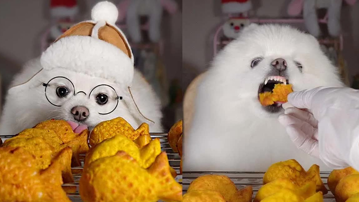 [Dog Mukbang] Chinese Subtitles | Pomeranian Xiaoxue | Healing & Stress Relief | Xiaoxue Eats Freshl
