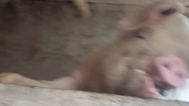 I will never go back to the village again... Brother Pig, please give me a chance to pull up my pant