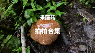 你们要的超解压的拍拍合集来啦，雨天采菌