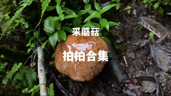 你们要的超解压的拍拍合集来啦，雨天采菌