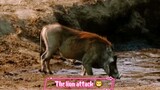 Lion attack 🦁😱