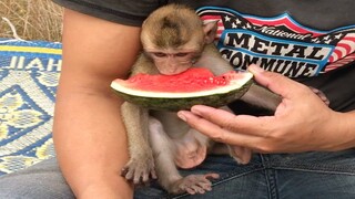 Nop Monkey Very Happy With Grandpa Eating Watermelon