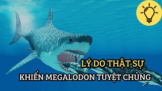 [Soi Sáng] - Lý Do Thật Sự Khiến Megalodon Tuyệt Chủng