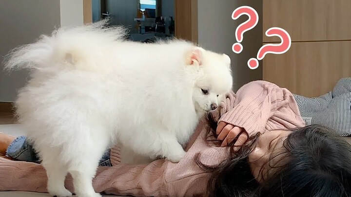 Apa yang akan dilakukan anjing jika tuannya tiba-tiba terjatuh?