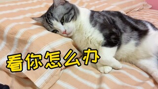 Đã thành tinh rồi à? Lần nào đuổi mèo ra phòng khách ngủ, nó cũng nằng nặc không chịu đi!! Giả vờ ng