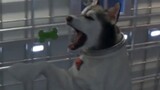 [FMV|Space Force] Vụ Husky bị ăn chưa kết thúc