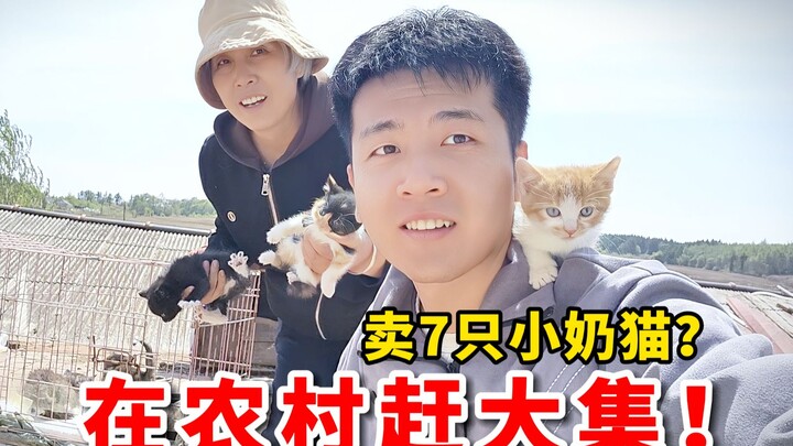 Sau khi về quê, mang theo 7 chú mèo con nhỏ, bán mỗi con 30 tệ tại chợ phiên nông thôn – liệu có thể