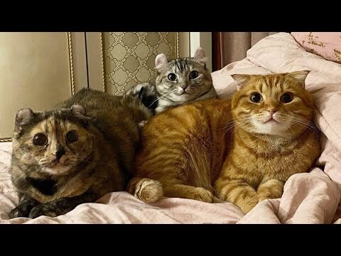 😂 Funniest Cats and Dogs Videos 😺🐶 || 🥰😹 Hilarious Animal Compilation №145