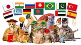 Cat Google Translate Memes Compilation