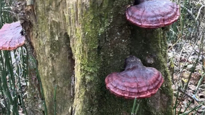 72 ชั่วโมงที่นักวิ่งภูเขาบนเขาฉางไป๋สันขาดการติดต่อกับโลก (ฉบับเต็ม)