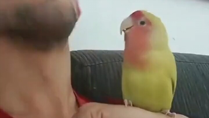 Chick Impression Show