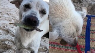 暖心！泰国一只流浪狗叼树叶想与游客换香肠，下一幕太有爱