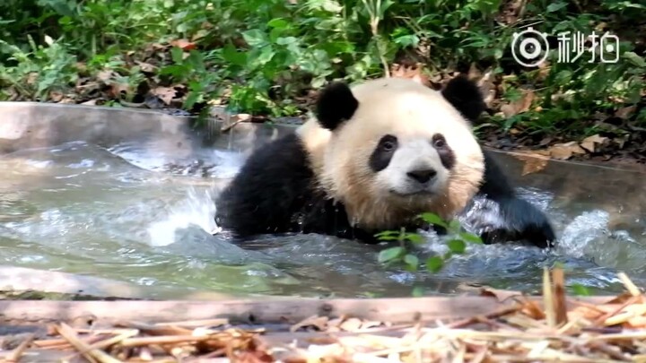 【大熊猫梅兰】肉姐狗爬式划水泡澡，当心肉姐白眼攻击