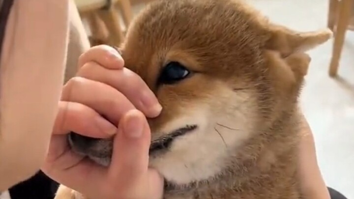 “On How My Pet Parent Is Even More of a Dog Than I Am”