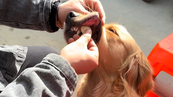 Doggy: No way, you’re playing dirty!